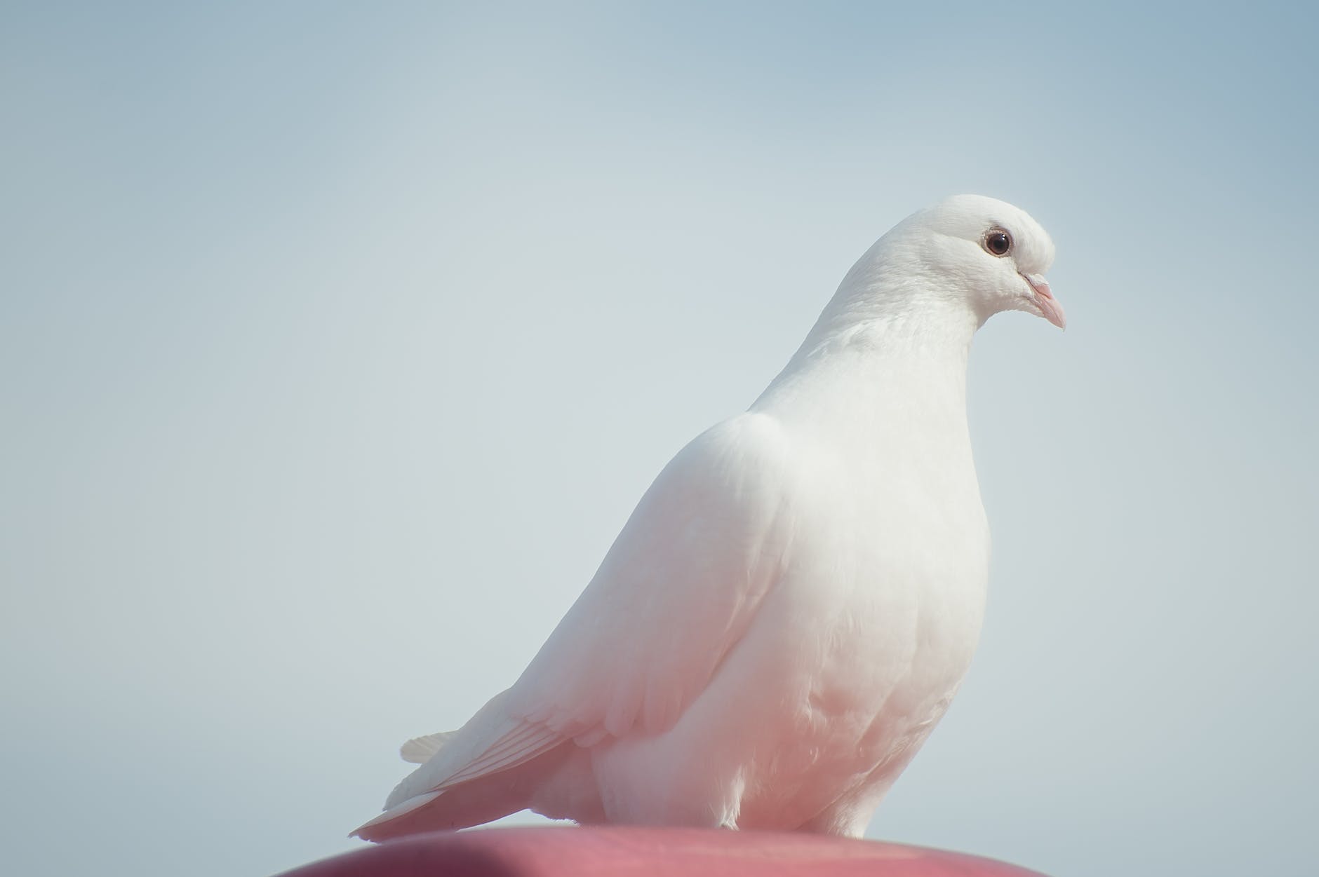 Kuş Fobisi: Kuş Korkusuyla Başa Çıkma Yolları
