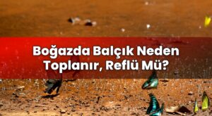 Boğazda Balçık Neden Toplanır, Reflü Mü?