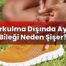 Burkulma Dışında Ayak Bileği Neden Şişer?