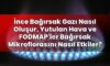 İnce Bağırsak Gazı Nasıl Oluşur, Yutulan Hava ve FODMAP’ler Bağırsak
Mikroflorasını Nasıl Etkiler?