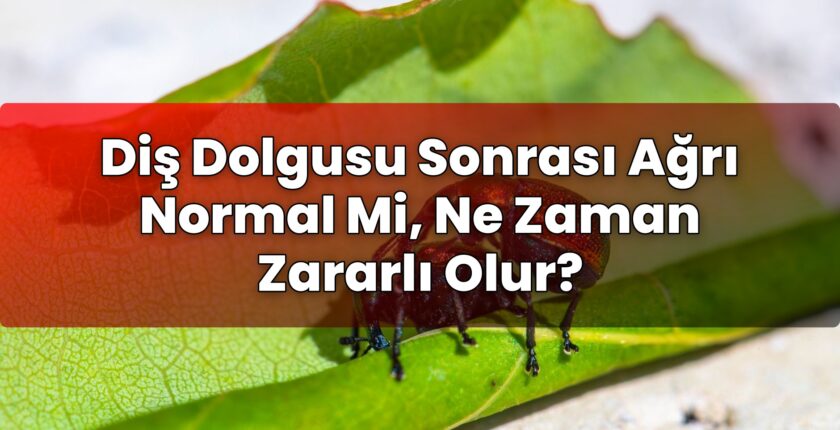 Diş Dolgusu Sonrası Ağrı Normal Mi, Ne Zaman Zararlı Olur?