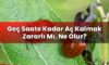 Geç Saate Kadar Aç Kalmak Zararlı Mı, Ne Olur?