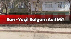 Sarı-Yeşil Balgam Acil Mi?