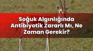 Soğuk Algınlığında Antibiyotik Zararlı Mı, Ne Zaman Gerekir?