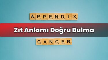 Zıt Anlamı Doğru Bulma
